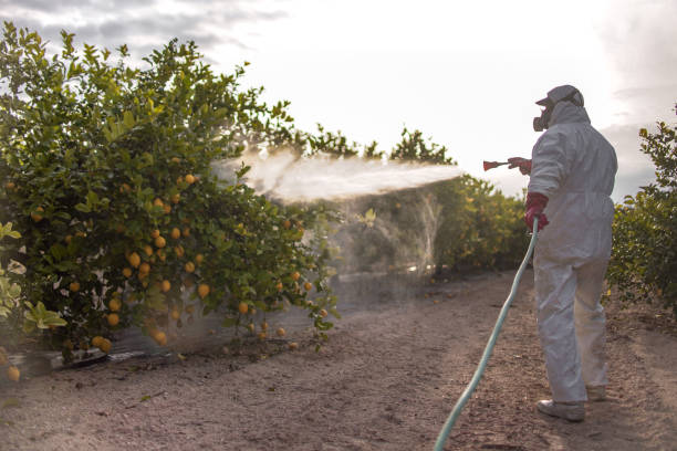 Best Commercial Pest Control Services  in Mccrory, AR