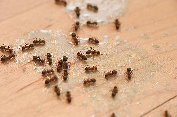 Best Local Pest Control Services  in Mccrory, AR