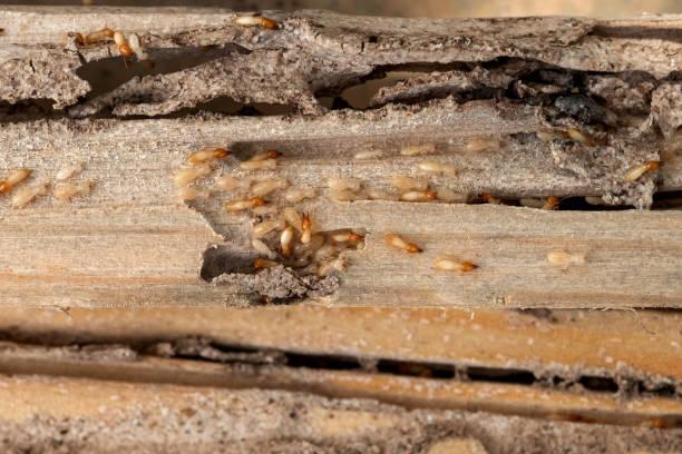 Best Pest Control Near Me  in Mccrory, AR