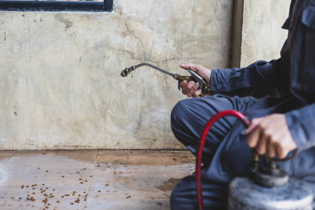Best Flea Control Services  in Mccrory, AR